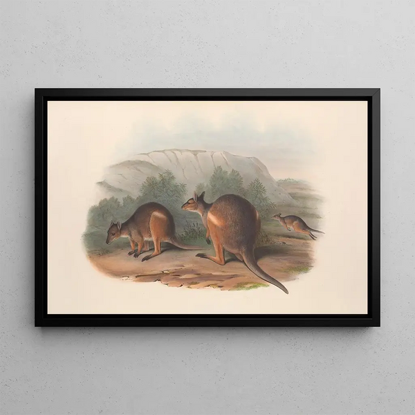 John Gould - The mammals of Australia Pl070.webp
