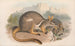 Les mammifères d'Australie Pl080 - John Gould — vy av konstverket