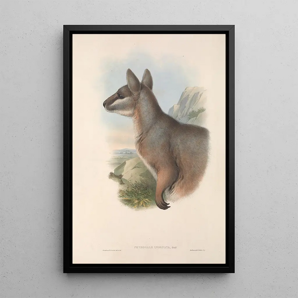 John Gould - The mammals of Australia Pl081.webp