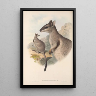 John Gould - The mammals of Australia Pl083.webp