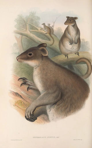 John Gould - The mammals of Australia Pl086.webp