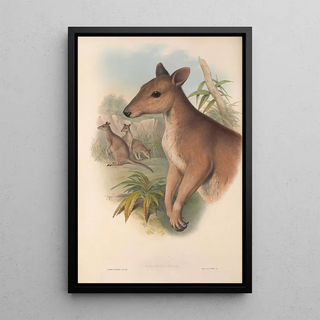John Gould - The mammals of Australia Pl087.webp
