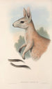 Les mammifères d'Australie Pl088 - John Gould — vy av konstverket