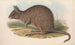Les mammifères d'Australie Pl093 - John Gould — vy av konstverket