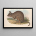 Les mammifères d'Australie Pl093 - John Gould — inramlat konstverk på väggen