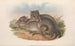 Les mammifères d'Australie Pl100 - John Gould — vy av konstverket