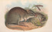 Les mammifères d'Australie Pl101 - John Gould — vy av konstverket