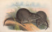 Les mammifères d'Australie Pl105 - John Gould — vy av konstverket