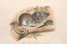 australiensiska däggdjur, Pl. 107 - John Gould — vy av konstverket