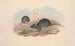 Les mammifères d'Australie Pl122 - John Gould — vy av konstverket