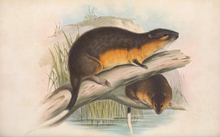 John Gould - The mammals of Australia Pl130.webp