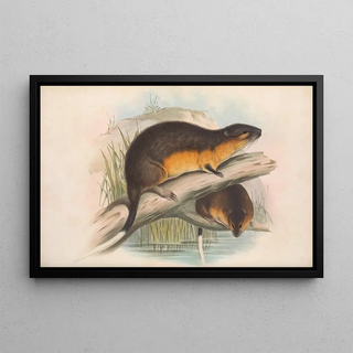 John Gould - The mammals of Australia Pl130.webp