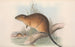 Les mammifères d'Australie Pl131 - John Gould — vy av konstverket