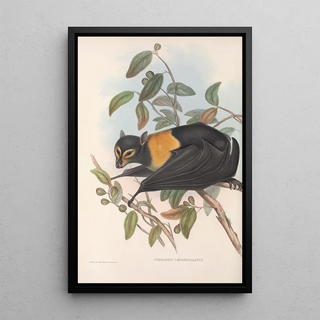 John Gould - The mammals of Australia Pl135.webp