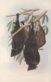 Les mammifères d'Australie Pl136 - John Gould — vy av konstverket