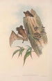 Les mammifères d'Australie Pl137 - John Gould — vy av konstverket