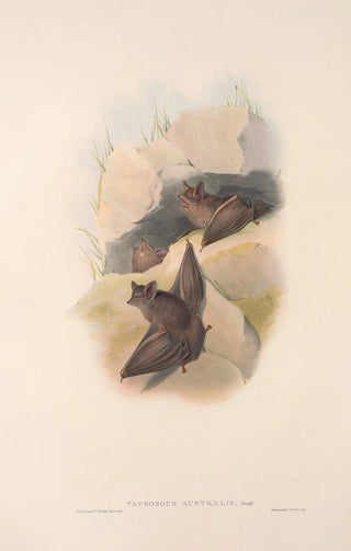 John Gould - The mammals of Australia Pl138.webp