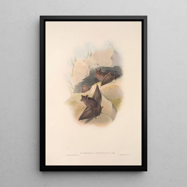 John Gould - The mammals of Australia Pl138.webp
