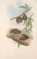 Les mammifères d'Australie Pl139 - John Gould — vy av konstverket