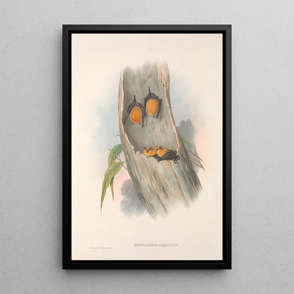 John Gould - The mammals of Australia Pl141.webp