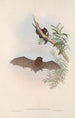 Les mammifères d'Australie Pl148 - John Gould — vy av konstverket