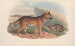 John Gould - The mammals of Australia Pl158.webp