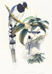 Urocissa cucullata - John Gould — vy av konstverket