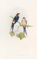 Hirondelle de mosquée occidentale - John Gould — vy av konstverket