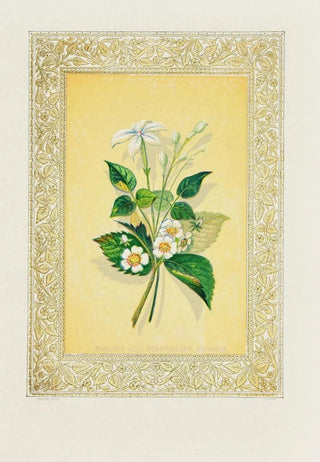 John Henry Ingram - Jasmine and Strawberry Blossom.webp