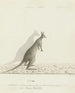 Macropus sp. Kangourou - John Hunter — vy av konstverket