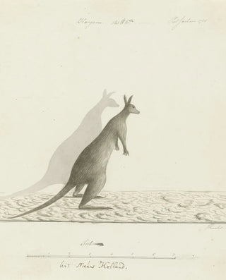 John Hunter - Macropus sp Kangaroo.webp