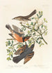 den manliga mountain mockingbird 2 3 kolibrimale och hona - John James Audubon — vy av konstverket