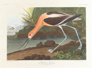 John James Audubon - American avocet Young in first winter plumage.webp