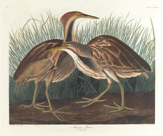 John James Audubon - American bittern.webp