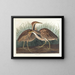 Butor d'Amérique - John James Audubon — inramlat konstverk på väggen