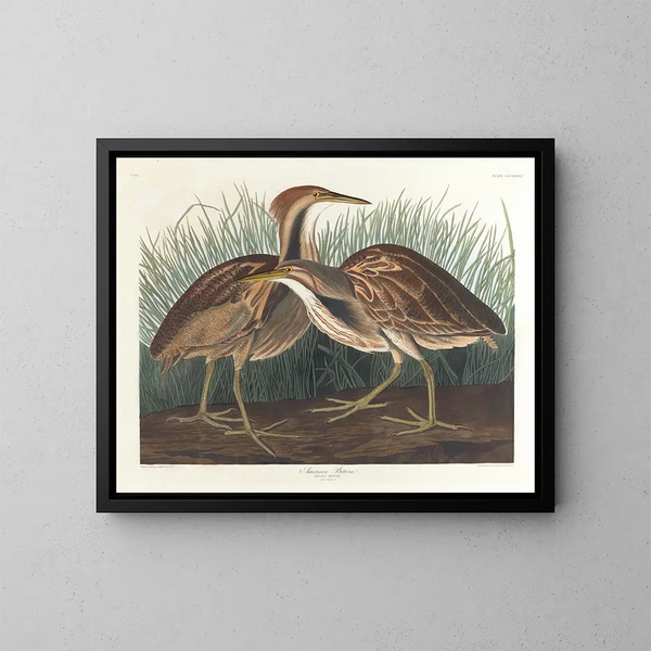 Butor d'Amérique - John James Audubon — inramlat konstverk på väggen