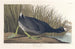 Foulque d'Amérique - John James Audubon — vy av konstverket