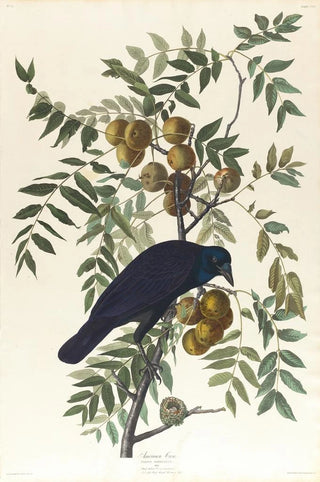 John James Audubon - American crow.webp