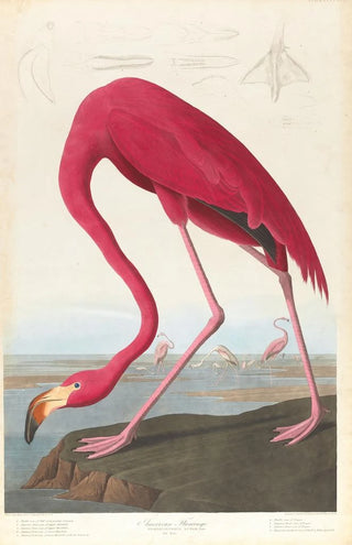 John James Audubon - American flamingo.webp