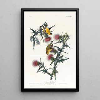 John James Audubon - American goldfinch.webp