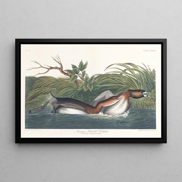 amerikansk fläckandfågel - John James Audubon — inramlat konstverk på väggen