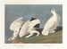Lagopède des saules - John James Audubon — vy av konstverket