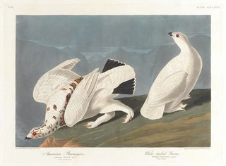 Lagopède des saules - John James Audubon — vy av konstverket
