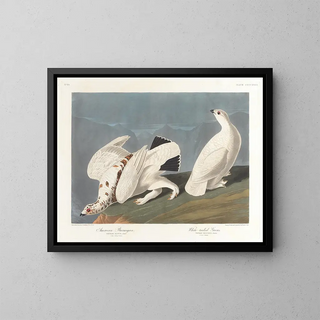 Lagopède des saules - John James Audubon — inramlat konstverk på väggen