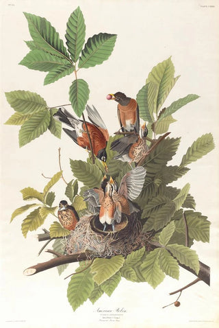 John James Audubon - American robin.webp