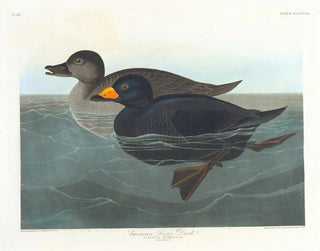 amerikansk knölsvan - John James Audubon — vy av konstverket