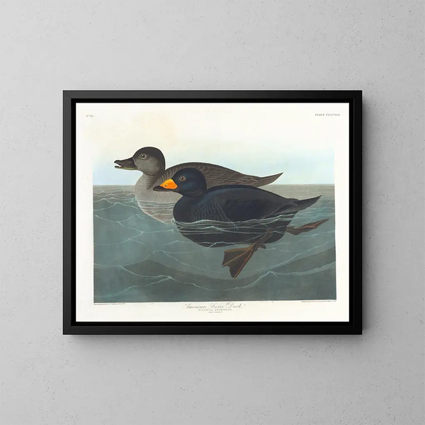 amerikansk knölsvan - John James Audubon — inramlat konstverk på väggen