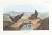 Cincle d'Amérique - John James Audubon — vy av konstverket