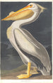 den vita pelikanen i Amerika - John James Audubon — vy av konstverket