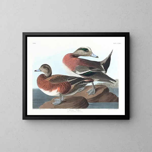 Kanadagås - John James Audubon — inramlat konstverk på väggen